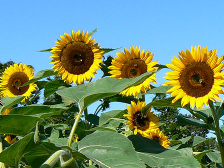 Children's garden