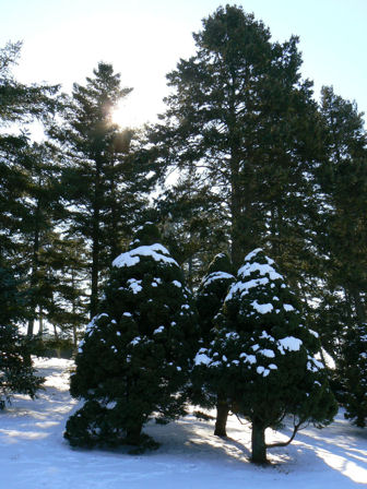 Arboretum