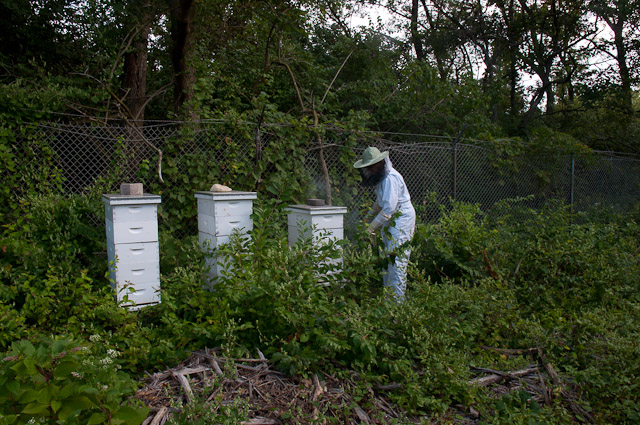 Hive Arboretum