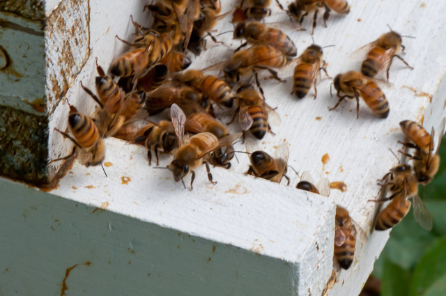 Bees Arboretum