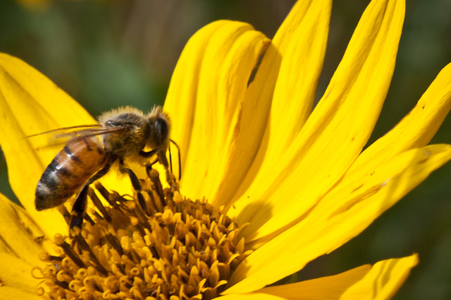 Bees Arboretum