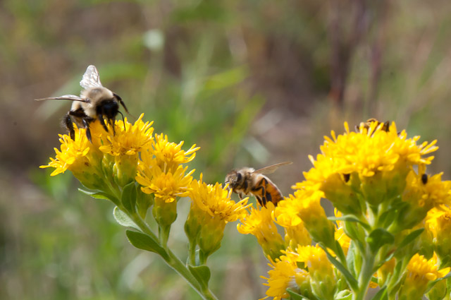 Bees Arboretum