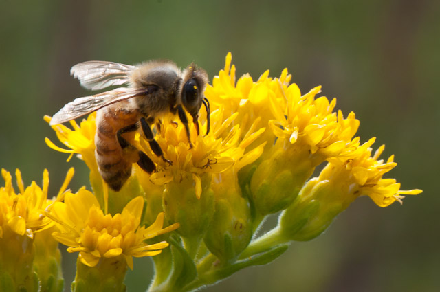 Bees Arboretum