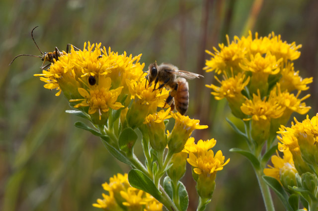 Bees Arboretum