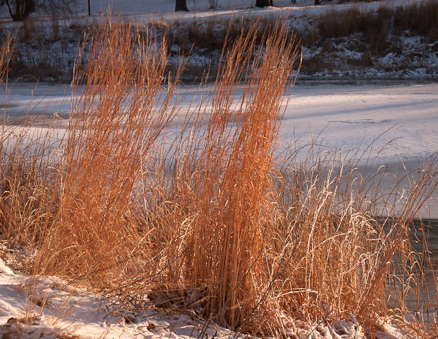 Grasses 2 Grasses