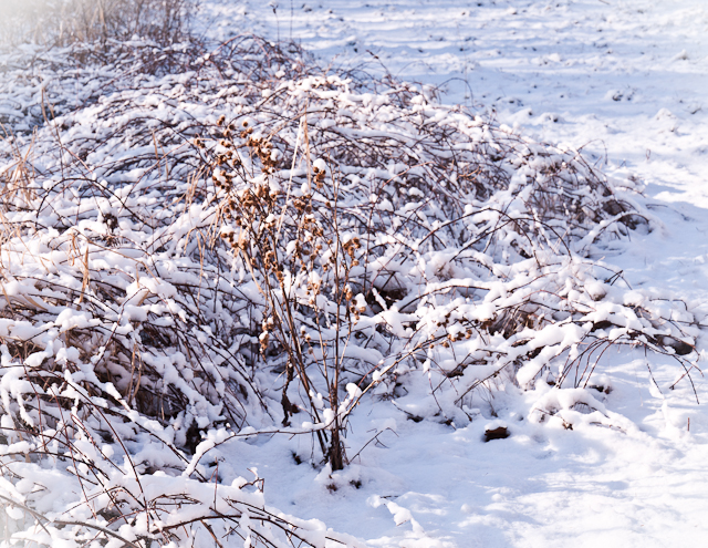 snow cover Snow cover
