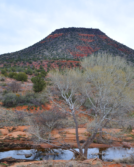 Coconino