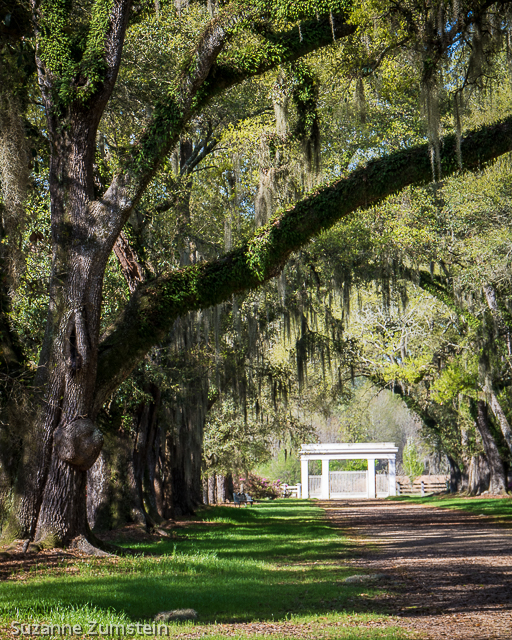 Oaks