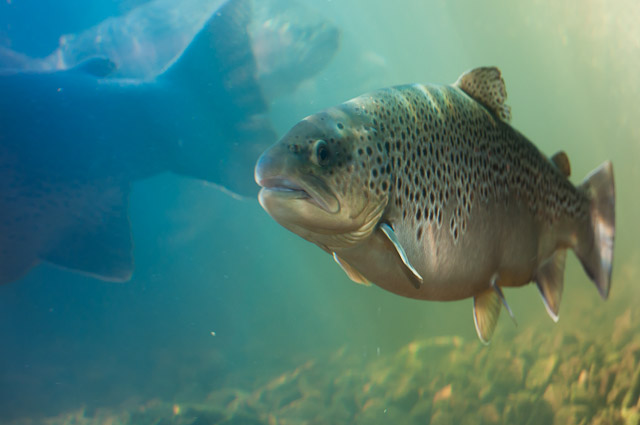 Trout Hatchery