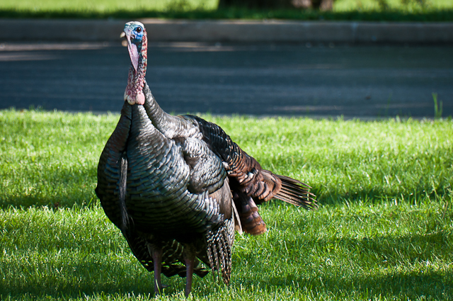 turkey