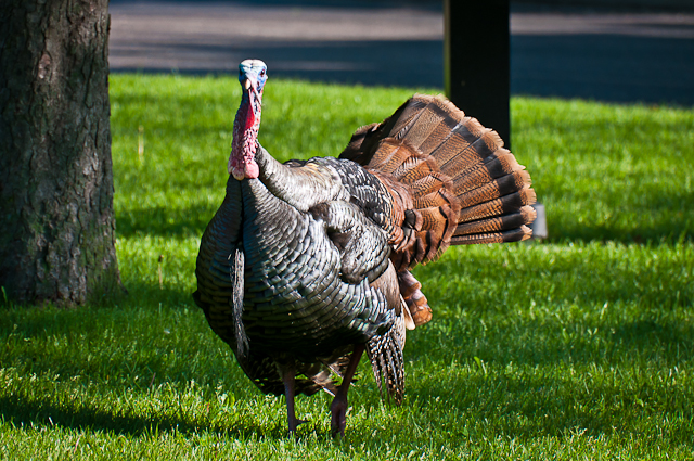 turkey