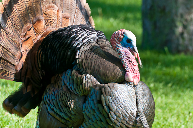 turkey
