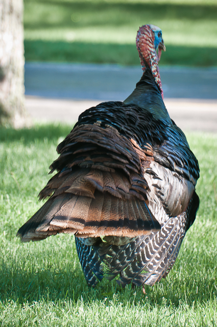 turkey