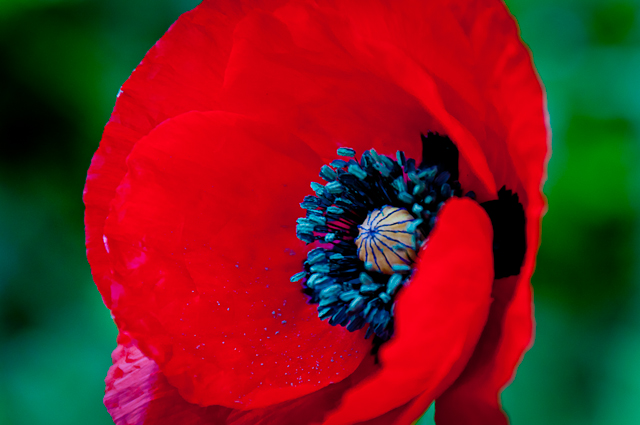 poppy