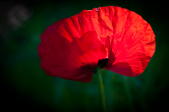poppy