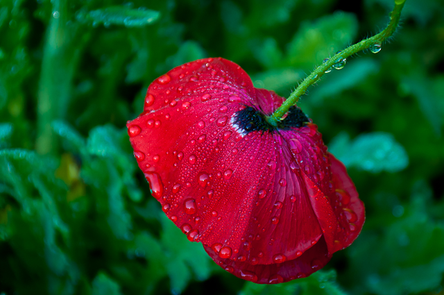 poppy