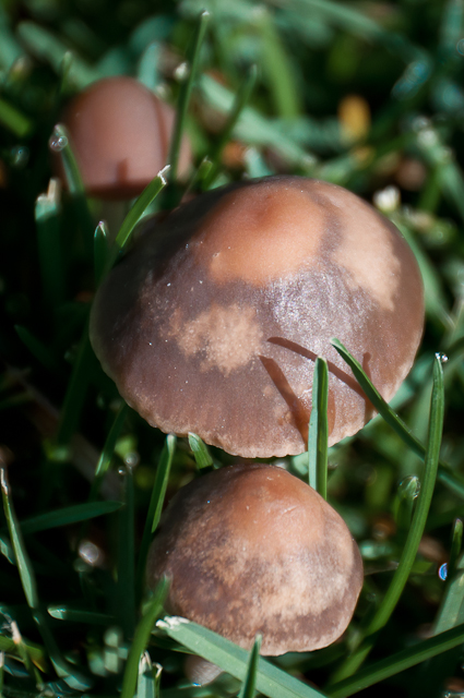 mushrooms