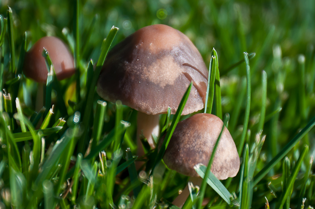 mushrooms