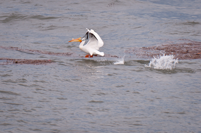 pelican Columbia River