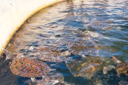 turtle tank