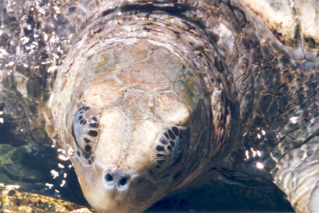 turtle tank