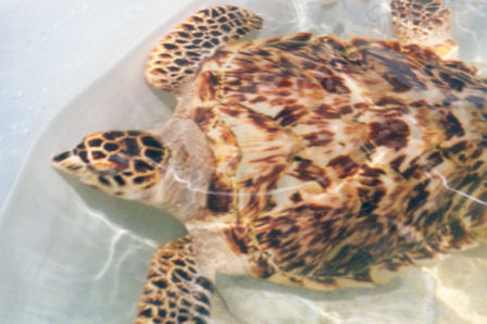 turtle tank