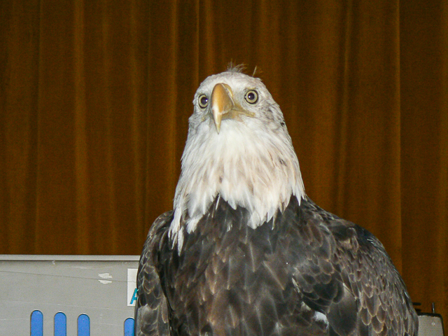 Bald Eagle