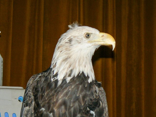 Bald Eagle