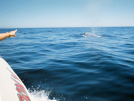 whale