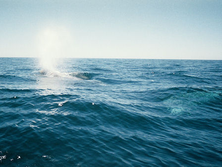 whale
