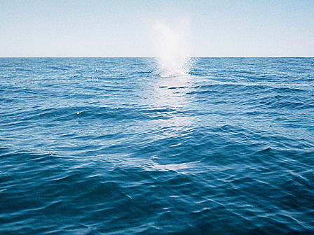 whale