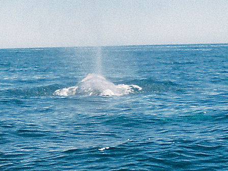 whale
