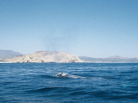 whale