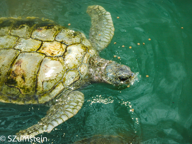 turtles
