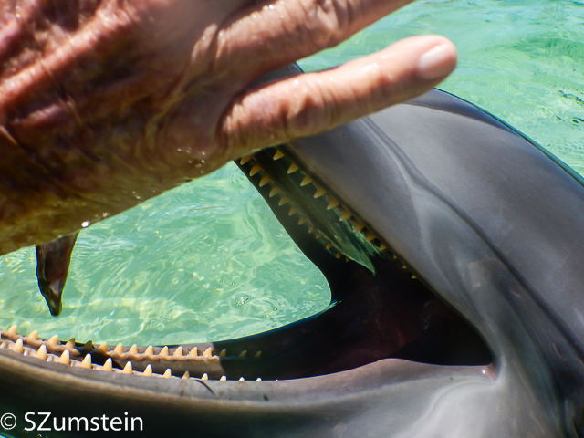 Dolphin