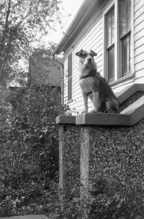 Dog on railing