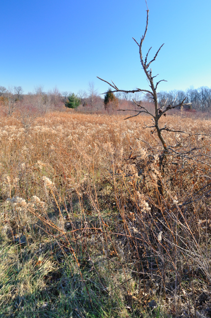 in the meadow Herrick