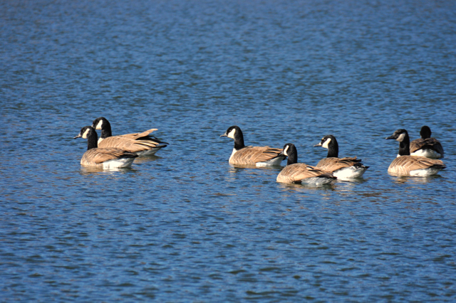 geese Herrick