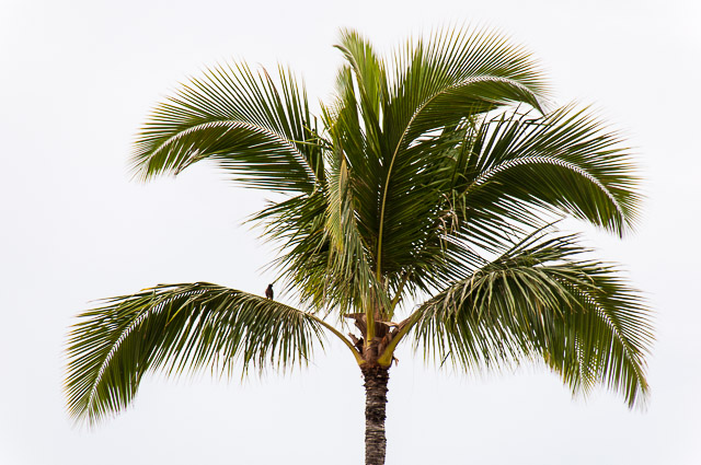 Waikiki