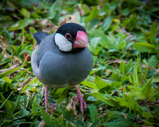 Java Sparrow Oahu