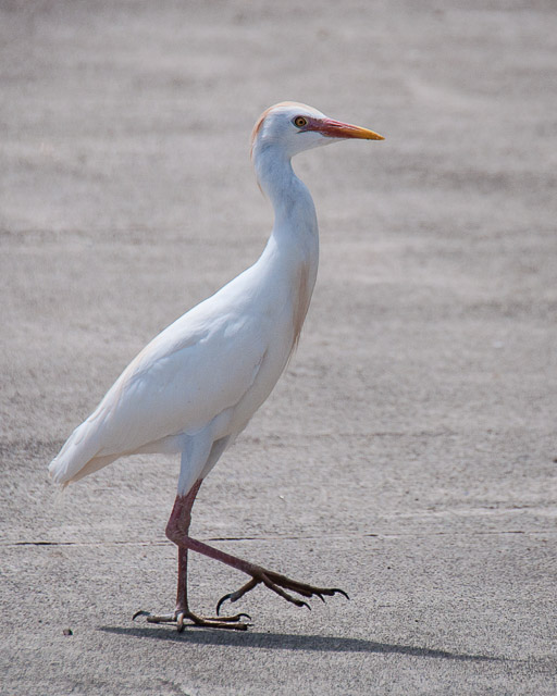 Cattle Egret Oahu