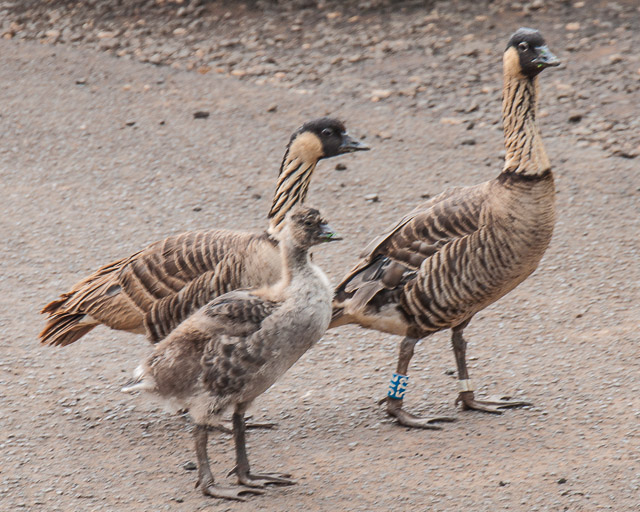 Nenes Kauai