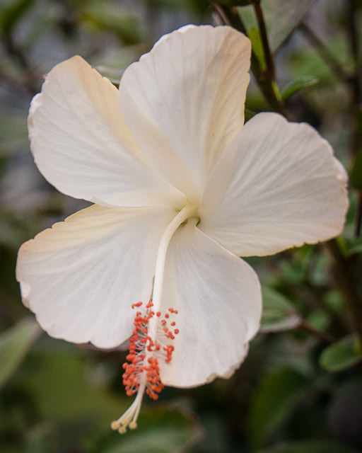 hibiscus Kauai