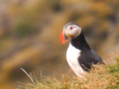 Grimsey Island