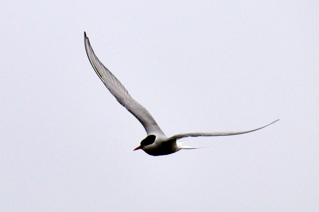 Grimsey