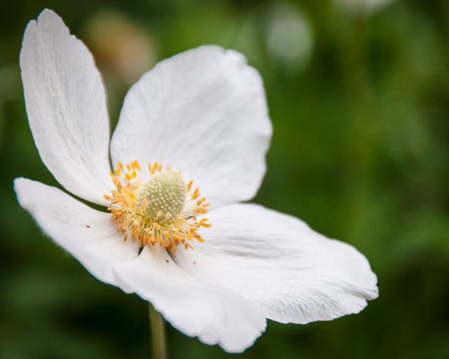 Morton Arboretum