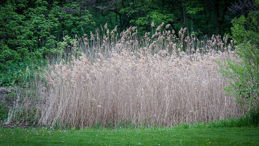 Morton Arboretum
