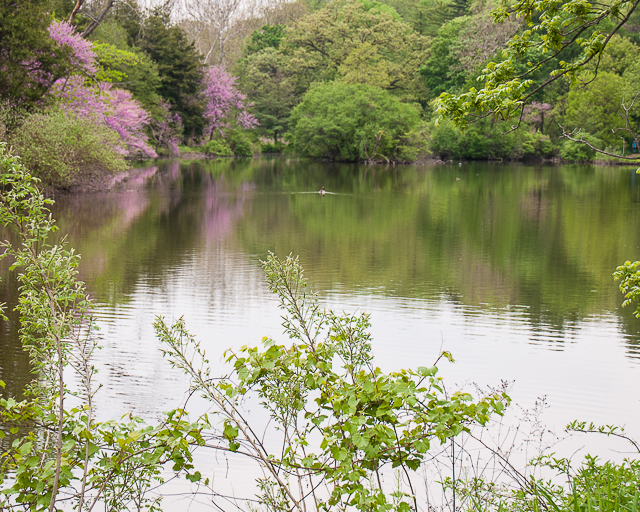 Morton Arboretum