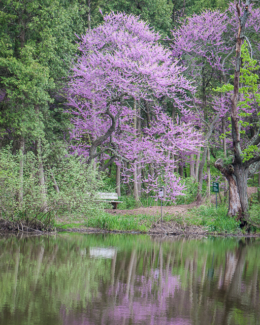 Morton Arboretum