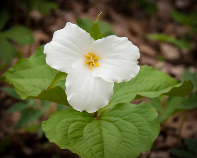Morton Arboretum
